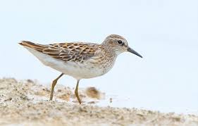 Image result for Calidris subminuta
