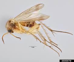 Attēlu rezultāti vaicājumam “Mycetophilidae”