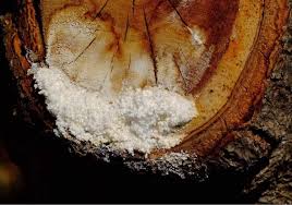 Attēlu rezultāti vaicājumam “Brefeldia maxima macro”