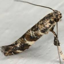 Attēlu rezultāti vaicājumam “Gracillaria syringella”