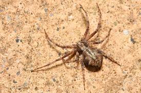 Attēlu rezultāti vaicājumam “Philodromus sp.”