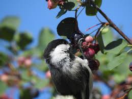 Image result for Poecile montana