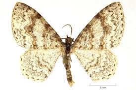 Attēlu rezultāti vaicājumam “Hydrelia sylvata”