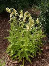 Image result for Digitalis lutea