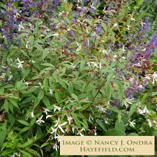 Attēlu rezultāti vaicājumam “Gillenia trifoliata flower”