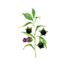 Image result for beladona