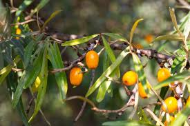 Attēlu rezultāti vaicājumam “Hippophae rhamnoides leaf”