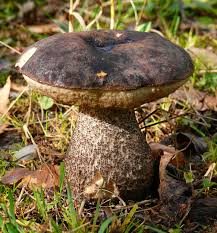 Attēlu rezultāti vaicājumam “Leccinum melaneum”