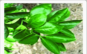 Attēlu rezultāti vaicājumam “Juglans x sinensis leaf”