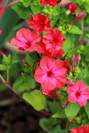 Image result for Mirabilis jalapa