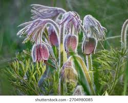 Attēlu rezultāti vaicājumam “Pulsatilla patens leaf”