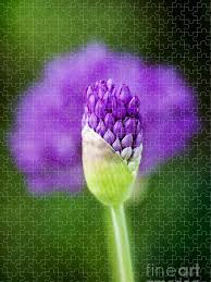 Attēlu rezultāti vaicājumam “Allium holandicum bud”