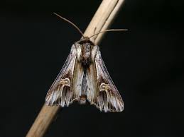 Attēlu rezultāti vaicājumam “Actinotia polyodon”