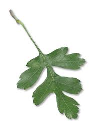 Attēlu rezultāti vaicājumam “Crataegus laevigata leaf”