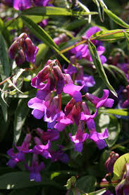 Attēlu rezultāti vaicājumam “Lathyrus”