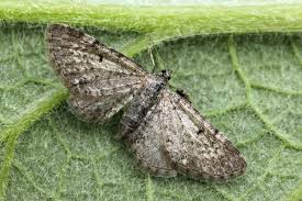 Attēlu rezultāti vaicājumam “Eupithecia satyrata”