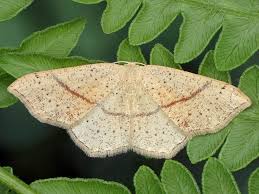 Attēlu rezultāti vaicājumam “Cyclophora punctaria”
