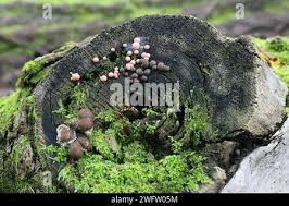 Attēlu rezultāti vaicājumam “Lycogala flavofuscum spores”