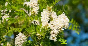 Attēlu rezultāti vaicājumam “Robinia pseudoacacia leaf”