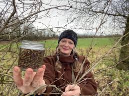 Attēlu rezultāti vaicājumam “Populus x gileadensis”