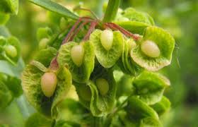 Attēlu rezultāti vaicājumam “Rumex crispus fruit”