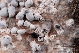 Attēlu rezultāti vaicājumam “Diderma spumarioides young”