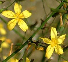 Attēlu rezultāti vaicājumam “Mycelis muralis bud”