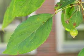 Attēlu rezultāti vaicājumam “Malus purpurea leaf”