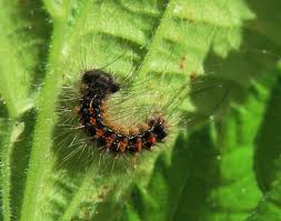 Attēlu rezultāti vaicājumam “Euproctis similis larva”