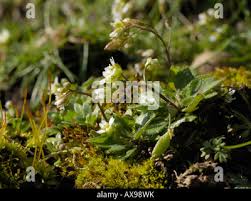 Attēlu rezultāti vaicājumam “Erophila verna fruit”