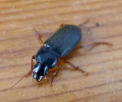 Attēlu rezultāti vaicājumam “Pseudoophonus rufipes”