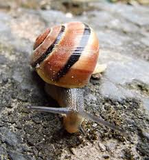 Attēlu rezultāti vaicājumam “Cepaea nemoralis”