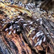 Attēlu rezultāti vaicājumam “Stemonitopsis typhina var. similis stalked”