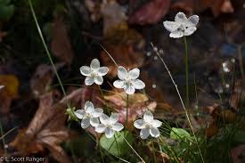 Attēlu rezultāti vaicājumam “Parnassiaceae”