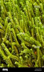 Attēlu rezultāti vaicājumam “Bazzania trilobata”