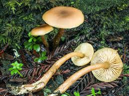 Attēlu rezultāti vaicājumam “Physarum luteolum”