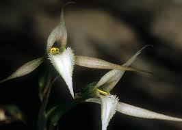 Attēlu rezultāti vaicājumam “Comatricha alta stalked”