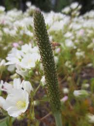 Attēlu rezultāti vaicājumam “Plantago uniflora flower”