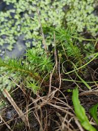 Attēlu rezultāti vaicājumam “Polytrichum formosum”