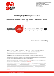 Image result for Rostroraja eglanteria