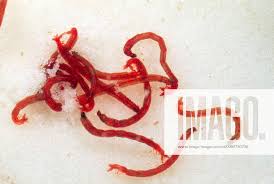 Attēlu rezultāti vaicājumam “Chironomidae imago”