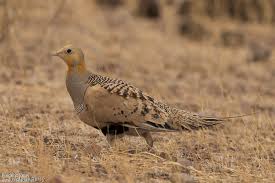 Image result for Syrrhaptes paradoxus