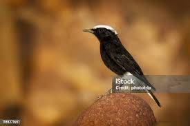 Image result for Oenanthe leucopyga