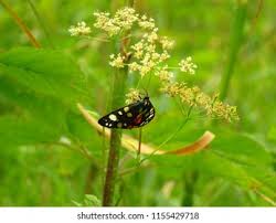 Attēlu rezultāti vaicājumam “Callimorpha dominula imago”