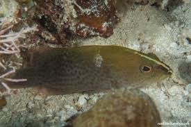 Image result for Cephalopholis cruentata