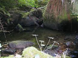 Attēlu rezultāti vaicājumam “Calliergon trifarium”