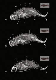 Image result for Kogia breviceps