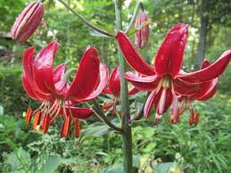 Attēlu rezultāti vaicājumam “Lilium martagon leaf”