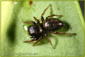 Attēlu rezultāti vaicājumam “Heliophanus sp.”