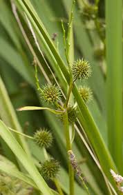 Attēlu rezultāti vaicājumam “Sparganium erectum aggr. leaf”